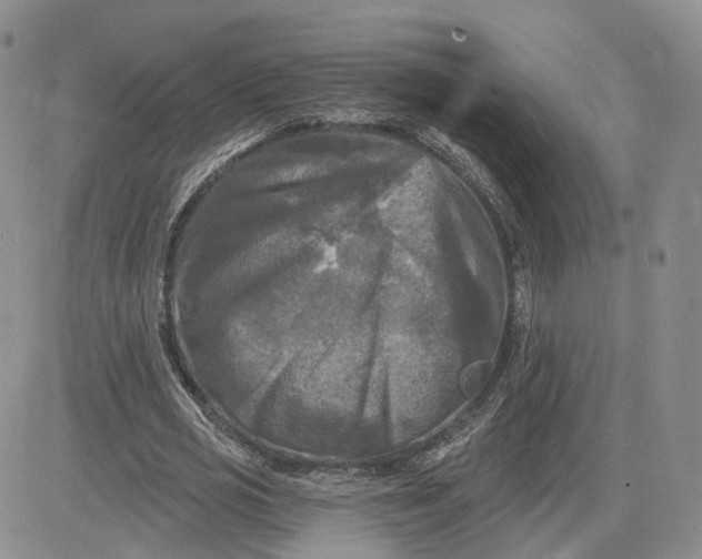 X0000083650725200702261115