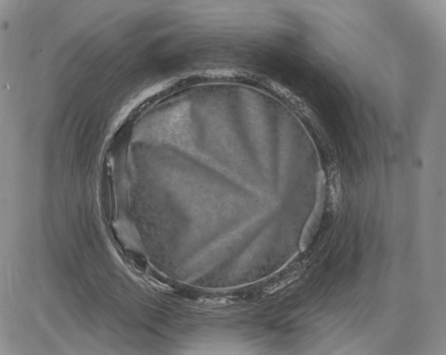 X0000083650728200702261115