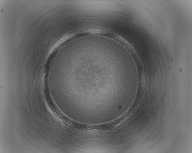 X0000083650730200702261115