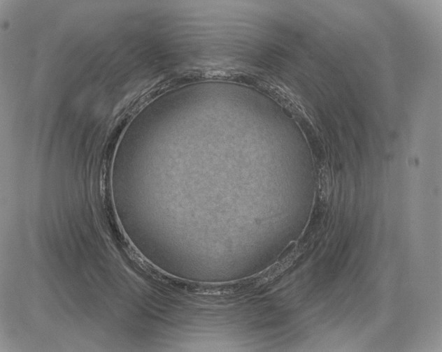 X0000083650740200702261115