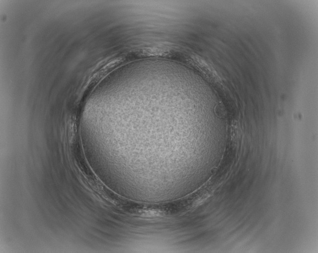 X0000083650741200702261115