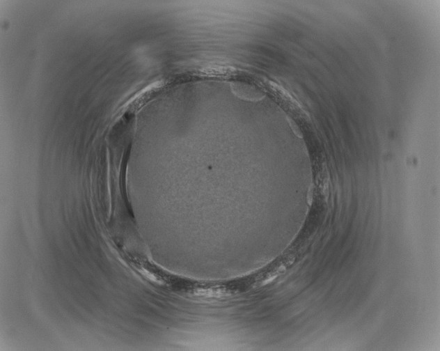 X0000083650744200702261115