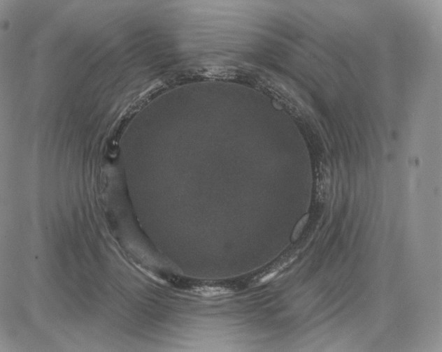 X0000083650748200702261116