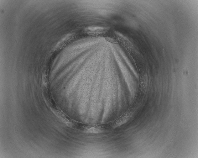 X0000083650755200702261116