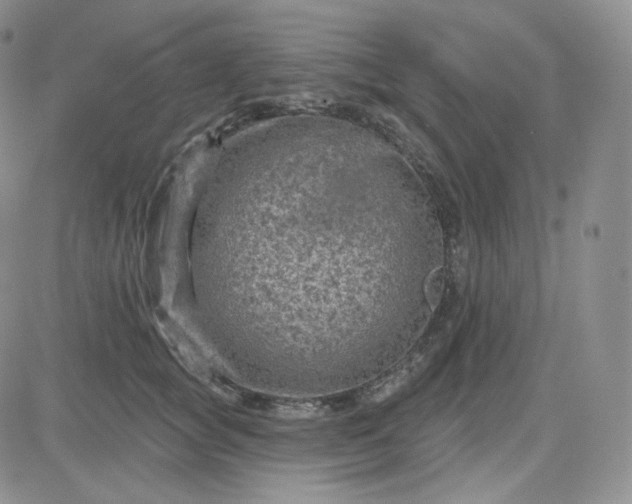 X0000083650757200702261116