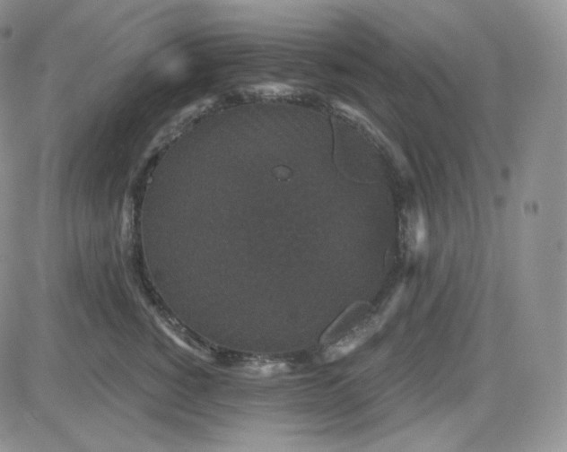 X0000083650760200702261116