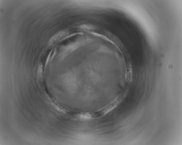 X0000083650765200702261116