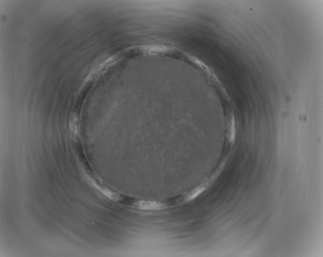 X0000083650766200702261116