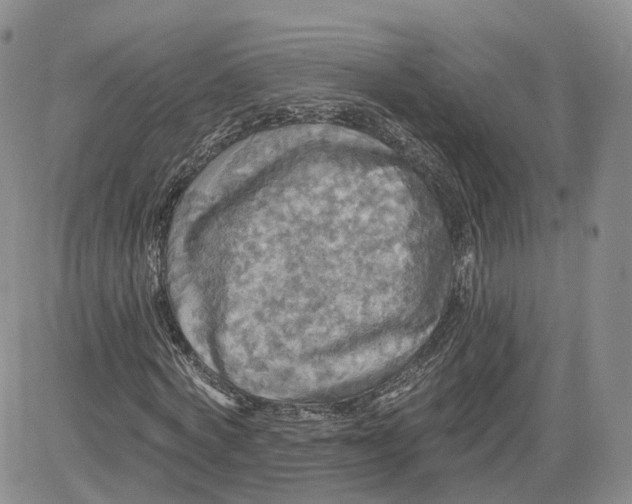 X0000083650772200702261115