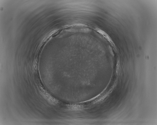 X0000083650785200702261115