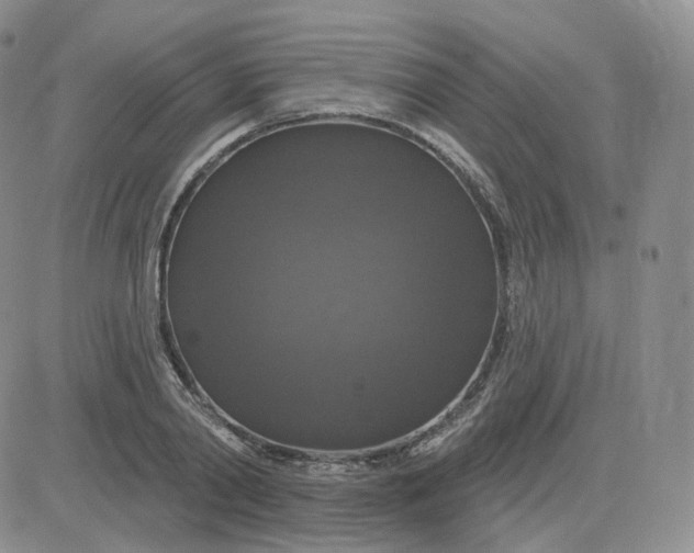 X0000083650790200702261115