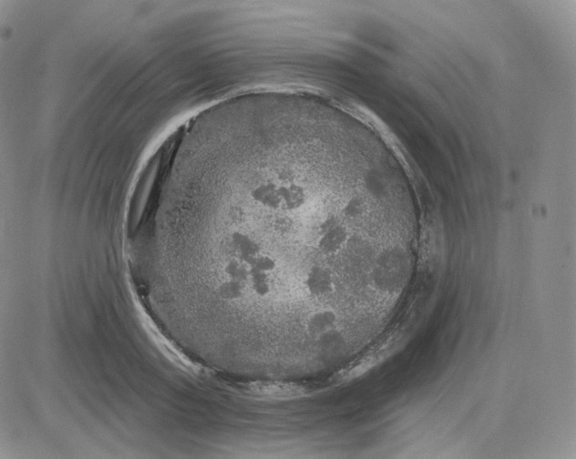 X0000083650795200702261115