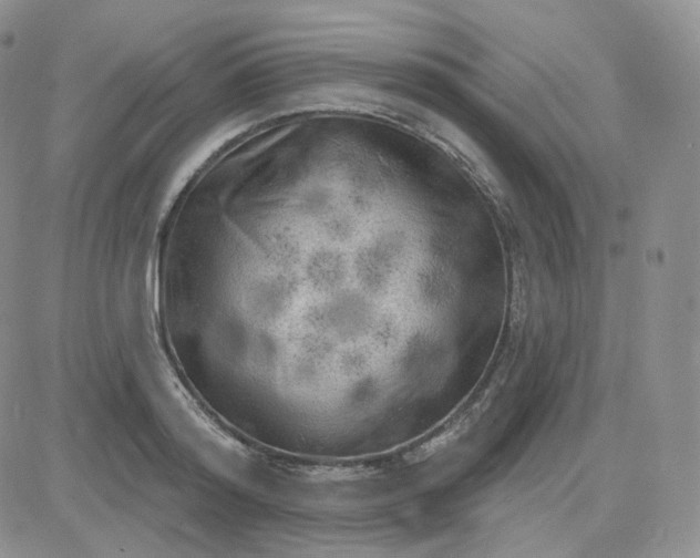 X0000083650796200702261115