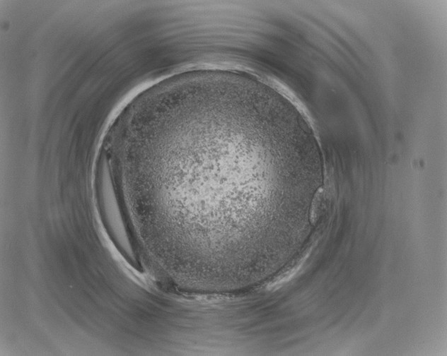 X0000083650803200702261115