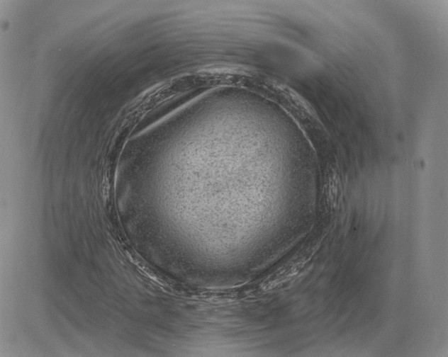 X0000083650821200702261114