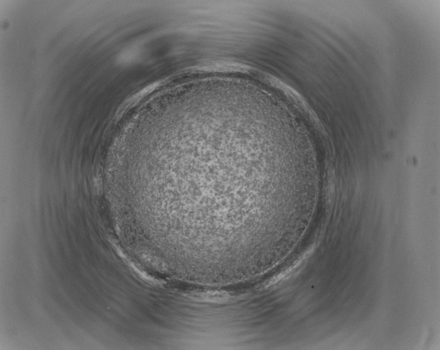 X0000083650833200702261114