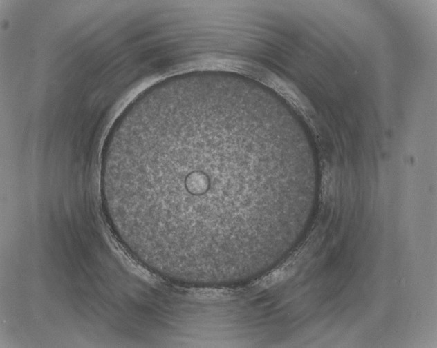 X0000083650836200702261114