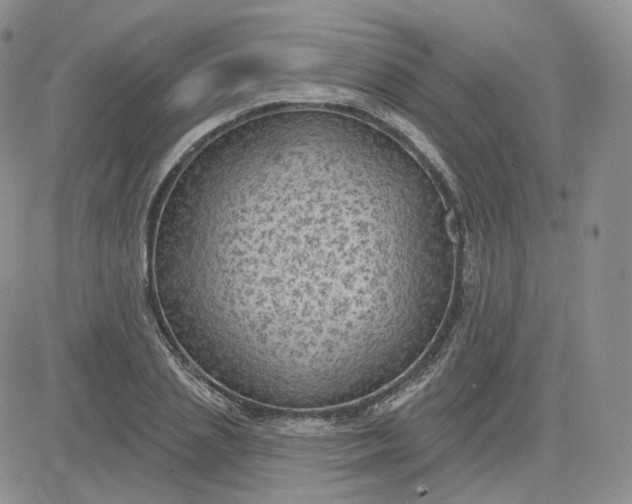 X0000083650837200702261114