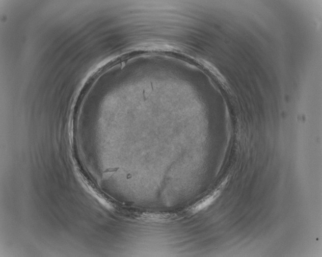 X0000083650840200702261114