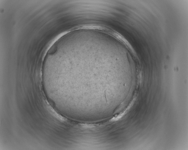 X0000083650852200702261114