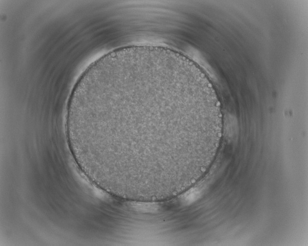 X0000083650856200702261114