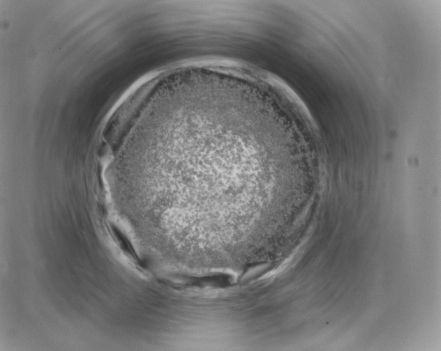 X0000083650860200702261114