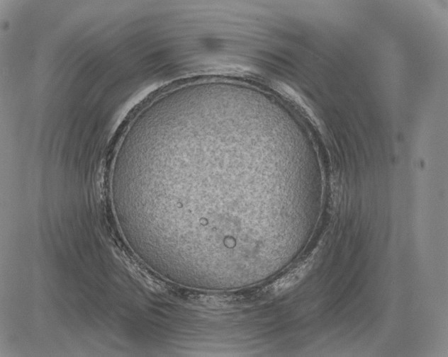 X0000083650875200702261113