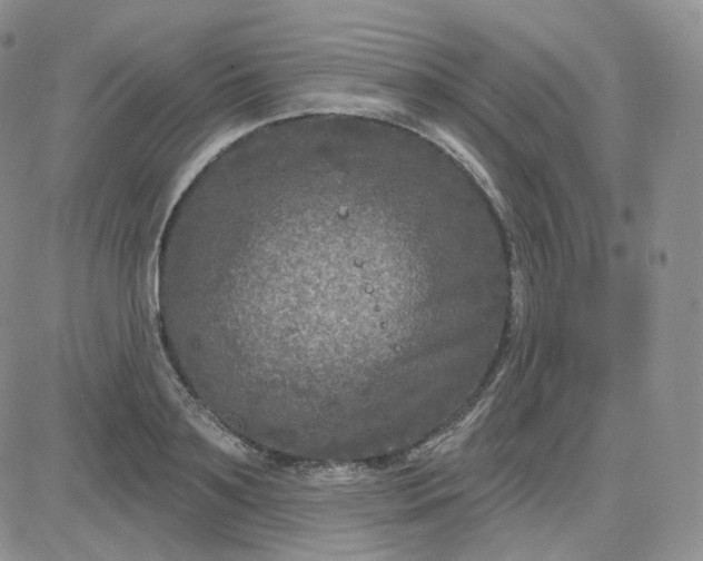 X0000083650891200702261113