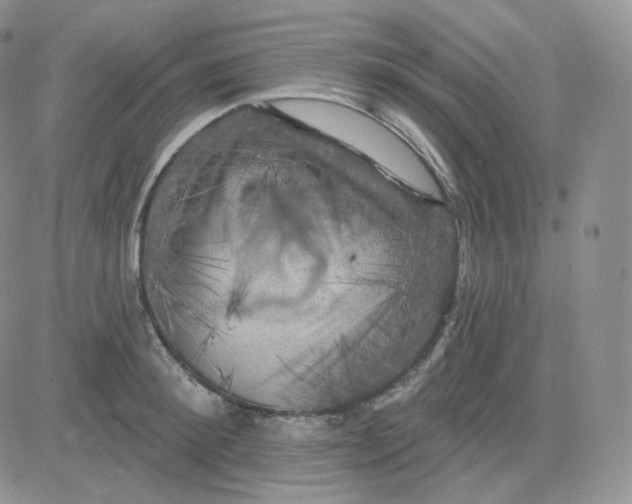 X0000083650900200702261113