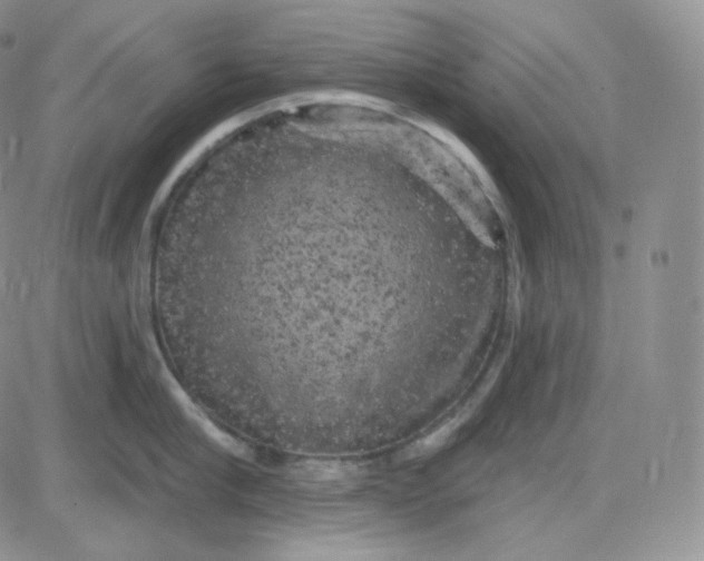 X0000083650910200702261113