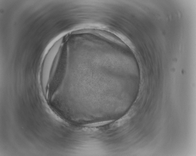 X0000083650912200702261113