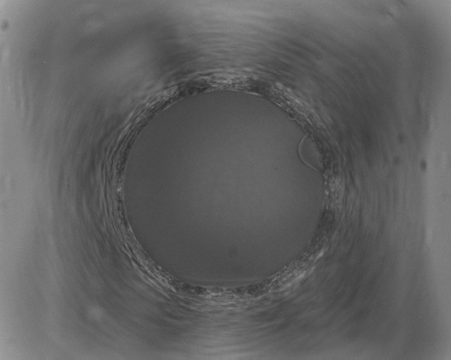 X0000083650913200702261112