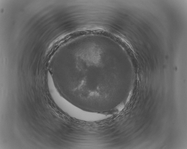 X0000083650920200702261112