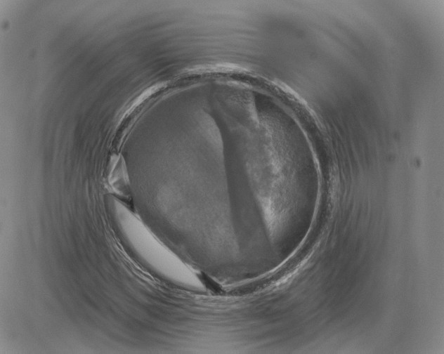 X0000083650921200702261112