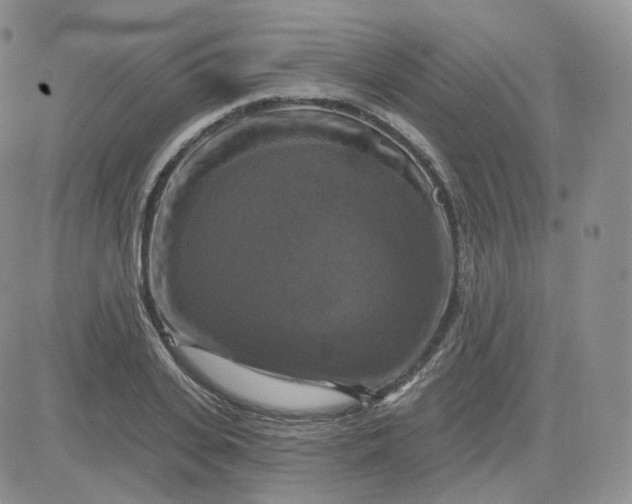 X0000083650935200702261112