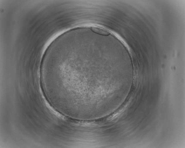 X0000083650951200702261113