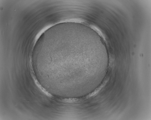 X0000083650952200702261113