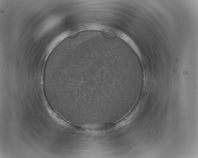 X0000083650954200702261113