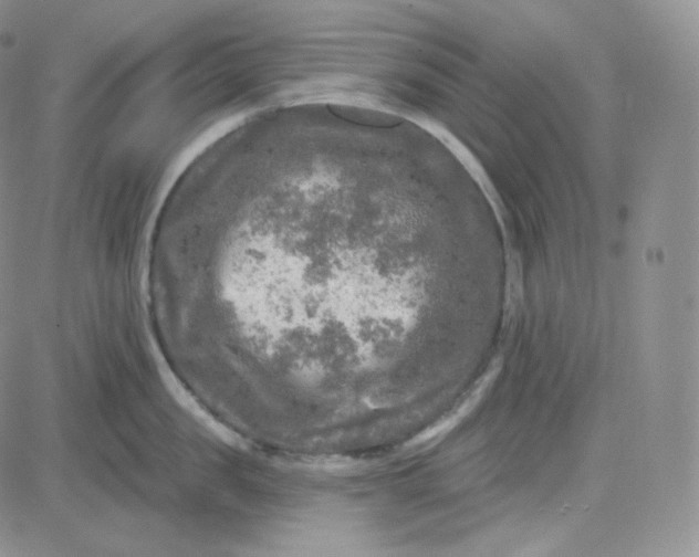 X0000083650957200702261113