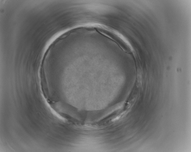 X0000083650959200702261113