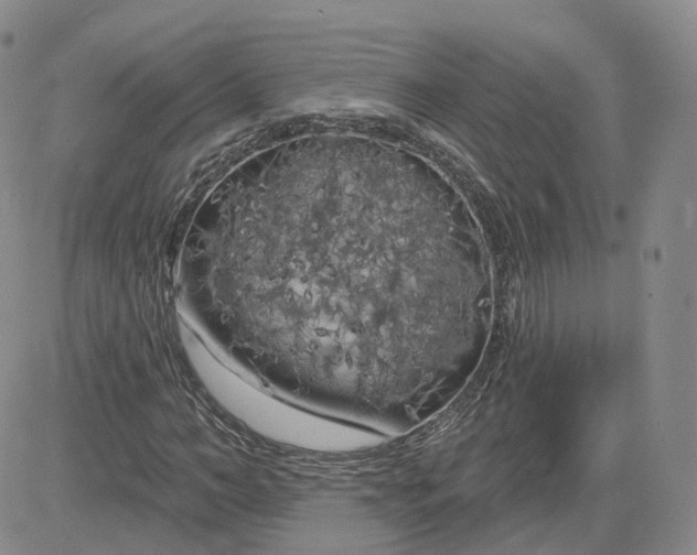 X0000083650966200702261112