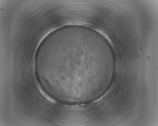 X0000083650976200702261112