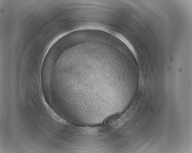 X0000083650996200702261111