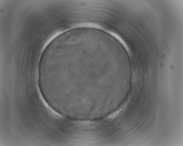 X0000083650999200702261111