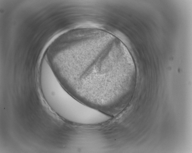 X0000083651008200702261111