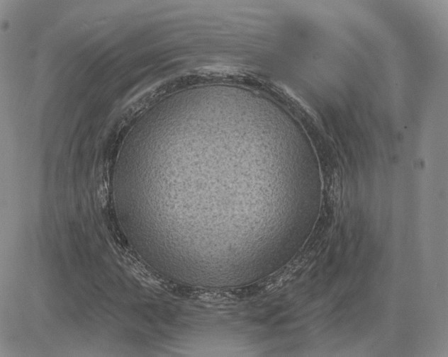 X0000083651015200702261110