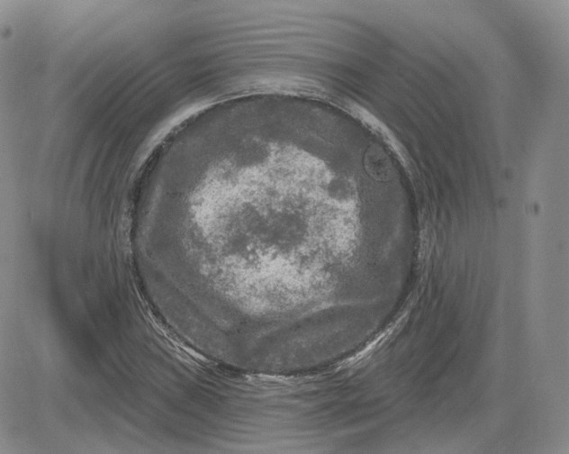 X0000083651019200702261110