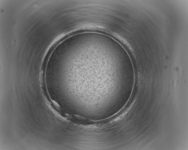 X0000083651029200702261111