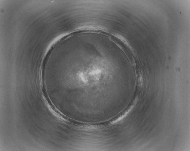 X0000083651030200702261111