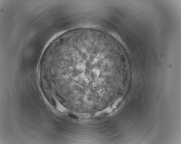 X0000083651032200702261111